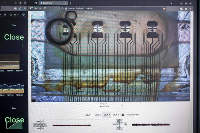 ‘Wetware’: Scientists use human mini-brains to power computers